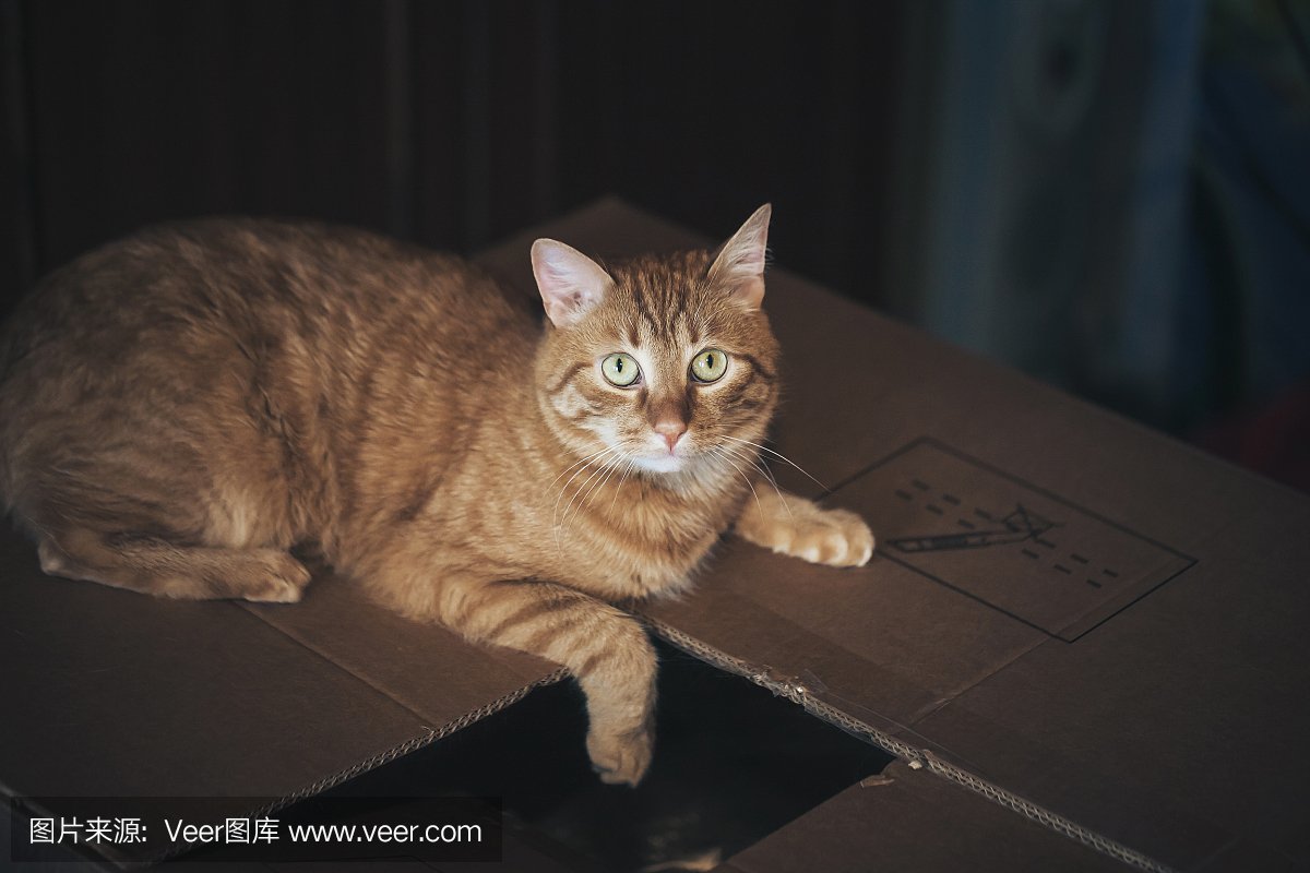 纸箱动物平面设计图纸