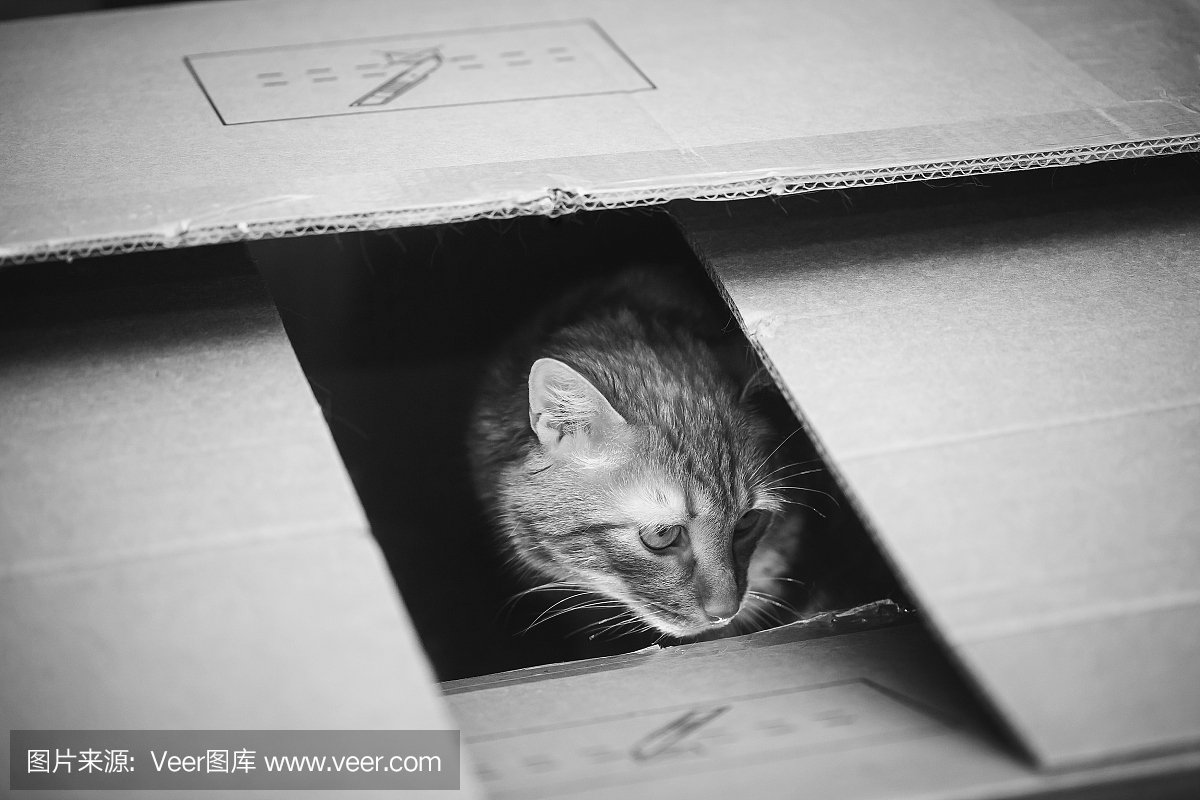 纸箱动物平面设计图纸