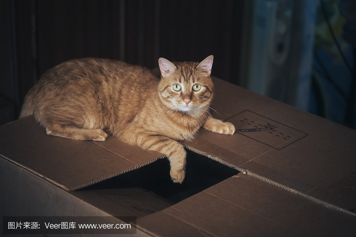 纸箱动物平面设计图纸