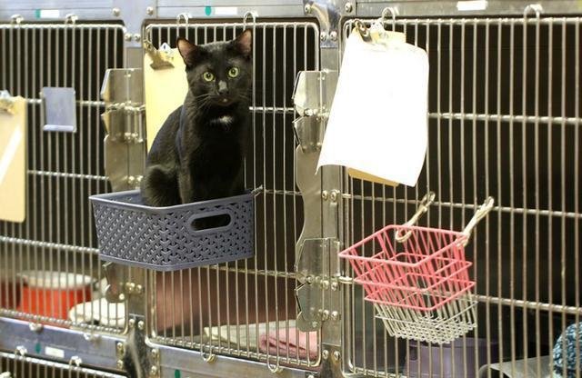 养猫室内平面设计图纸