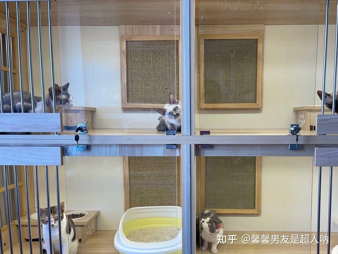 养猫室内平面设计图纸
