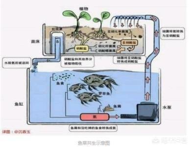 鱼塘平面设计图片大全